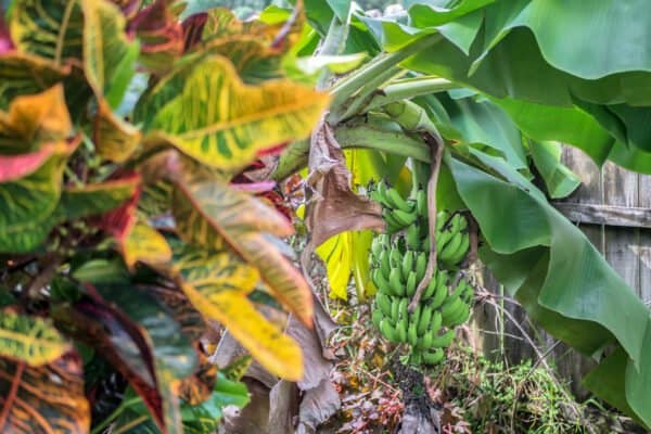 306-sterling-lake-drive-ocoee-fl-34761-36-scaled-600x400 306-sterling-lake-drive-ocoee-fl-34761-36-scaled-600x400